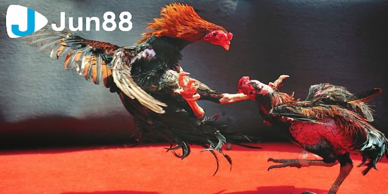 Cách đá gà mạng luôn thắng từ các chuyên gia uy tín 2 Vì sao cần áp dụng cách đá gà mạng luôn thắng