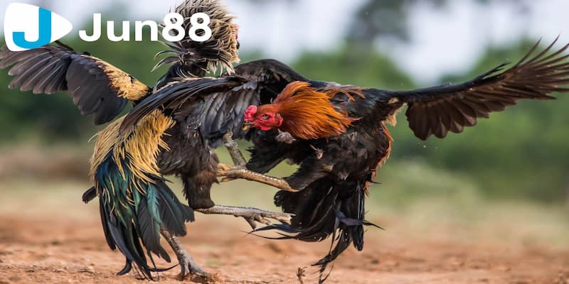 Đá gà cựa dao - Kinh nghiệm chơi chuẩn xác từ cao thủ 3 Luật chơi của đá gà cựa dao cho người mới bắt đầu