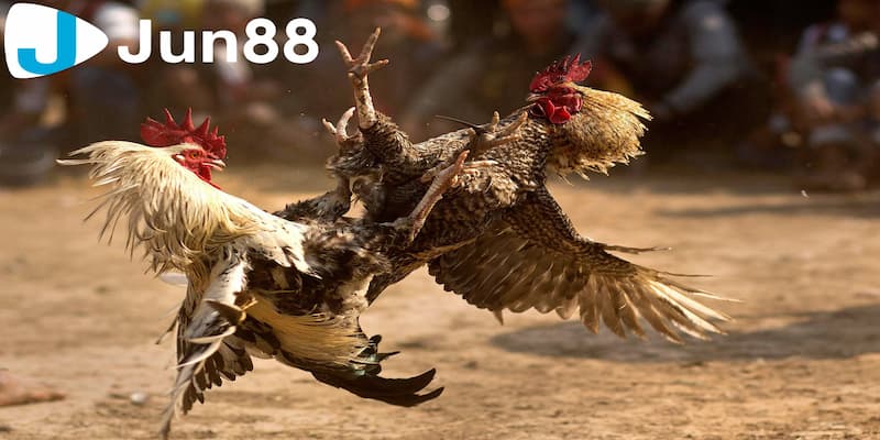 Đá gà cựa dao - Kinh nghiệm chơi chuẩn xác từ cao thủ 2 Đá gà cựa dao được hiểu tổng quan là gì?