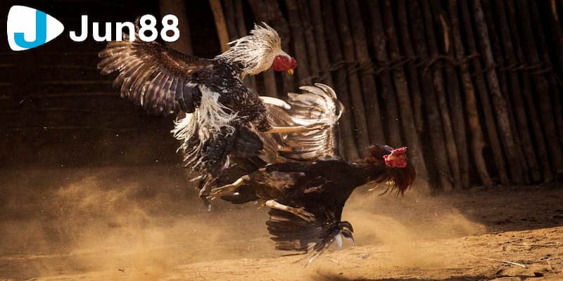 Cách tham gia chuẩn xác nhanh nhất đá gà trực tiếp 