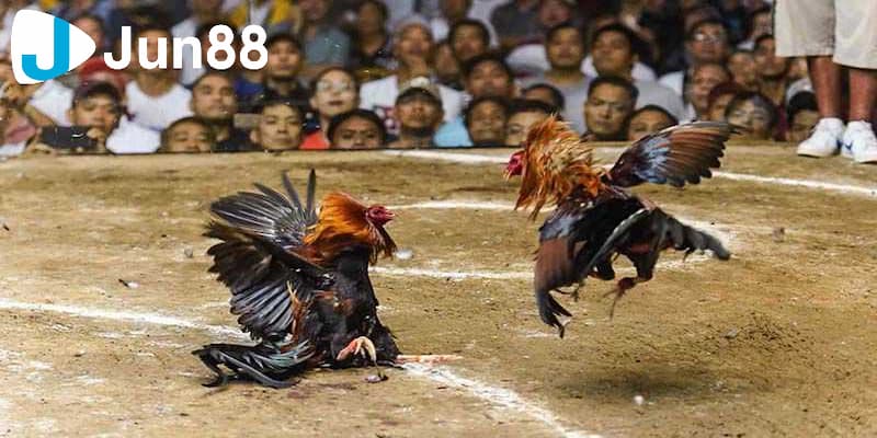 Luật chấp trong đá gà - tìm hiểu để tự tin đặt cược 4 Những yếu tố ảnh hưởng đến luật chấp trong đá gà