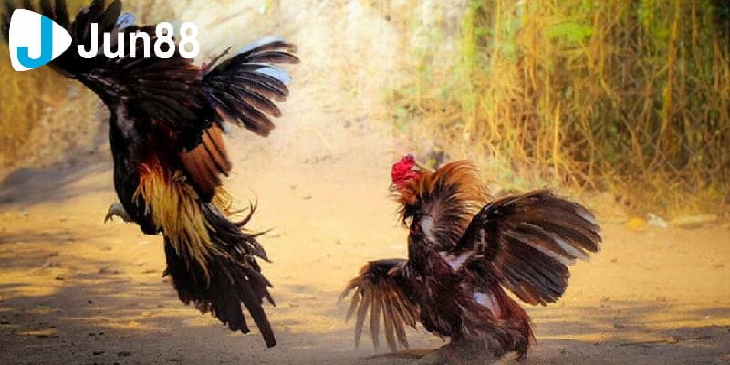 Luật chấp trong đá gà - tìm hiểu để tự tin đặt cược 3 Cách tính toán hiệu quả cho luật chấp trong đá gà