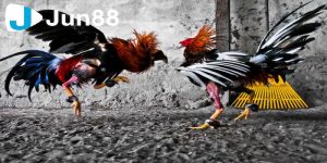 Thuật ngữ trong cách chọn gà chiến