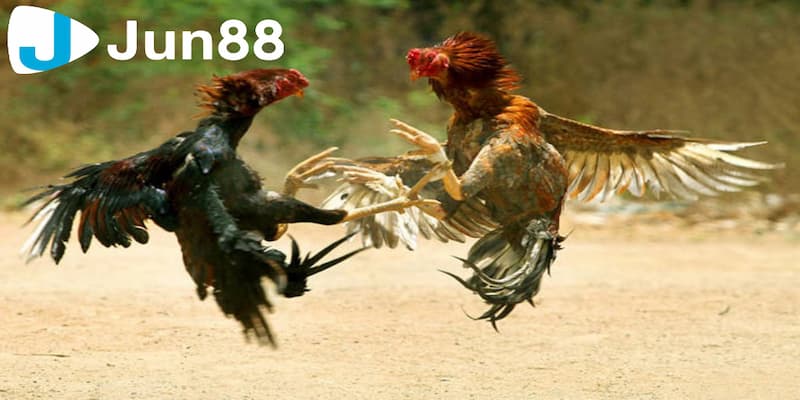Khám phá thế thuật ngữ trong đá gà với từ ngữ chuyên dụng 2 Thuật ngữ trong đá gà về giống gà