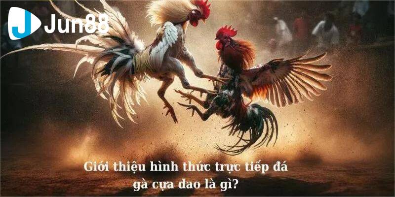 Đá Gà Cựa Dao - Nắm Ngay Bí Kíp Cực Đỉnh Nhận Liền Thưởng Lớn 2 Da ga cuc dao 1 1