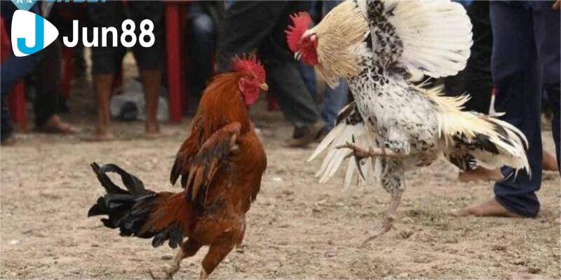 Đá Gà Cựa Dao - Nắm Ngay Bí Kíp Cực Đỉnh Nhận Liền Thưởng Lớn 3 Da ga cuc dao 2 1