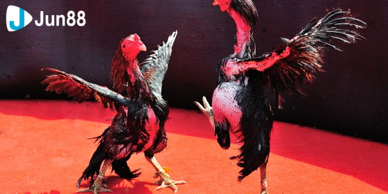 Lý do mà bạn nên chơi đá gà