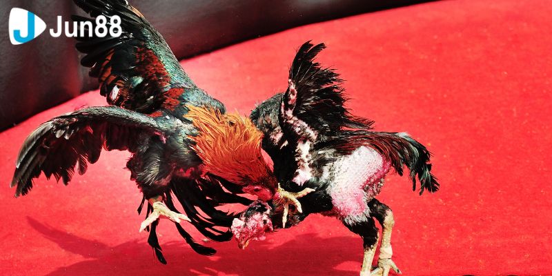 Điểm nổi bật của đá gà VSS388