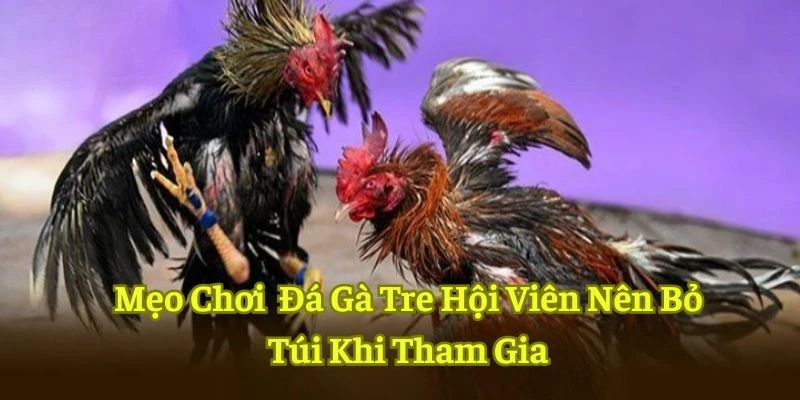 Bí kíp cược chọi gà từ cao thủ lão luyện