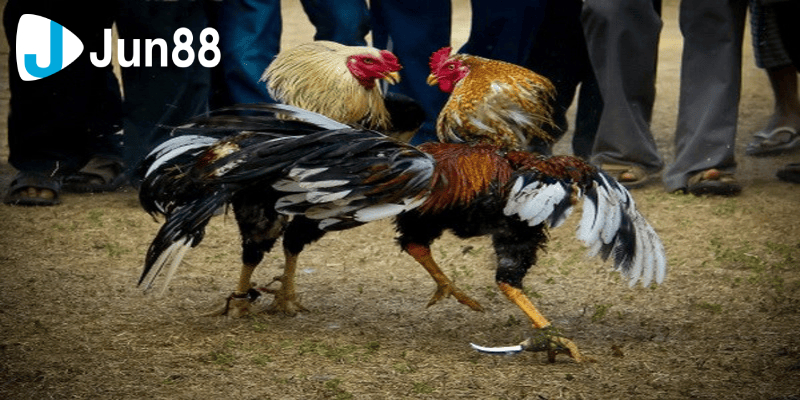 Đá Gà 88 Là Sân Chơi Đẳng Cấp Cho Những Tay Chơi Sành Sỏi 4 Đá gà 88 mang đến trải nghiệm đỉnh cao cho người tham gia