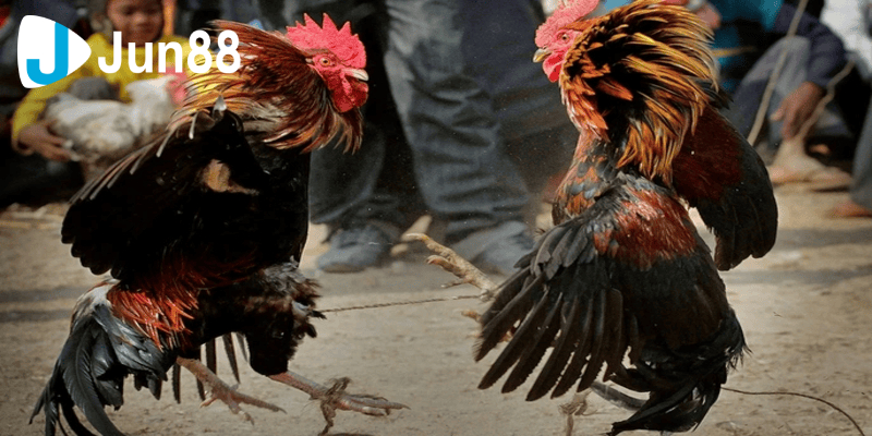 Đá Gà 88 Là Sân Chơi Đẳng Cấp Cho Những Tay Chơi Sành Sỏi 2 Đá gà 88 là lựa chọn vô cùng hợp lý cho người yêu đá gà