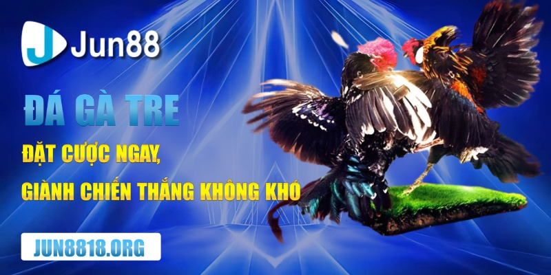 da ga tre cuoc chien khong khoan nhuong chien thang tuyet doi