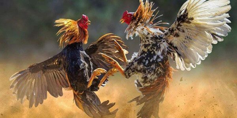 Màu Mạng Gà Đá: Yếu Tố Quyết Định Trận Đấu Gà Thành Công 4 Cách chọn gà đá theo màu mạng