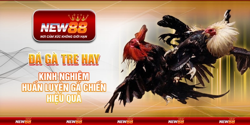 Đá gà tre hay