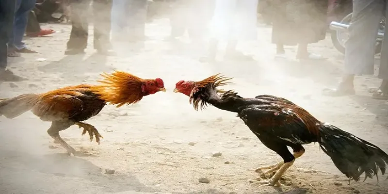 Kinh nghiệm cá cược đá gà - Cách chọn gà chiến thắng 4 Chia sẻ kinh nghiệm cá cược đá gà hiệu quả